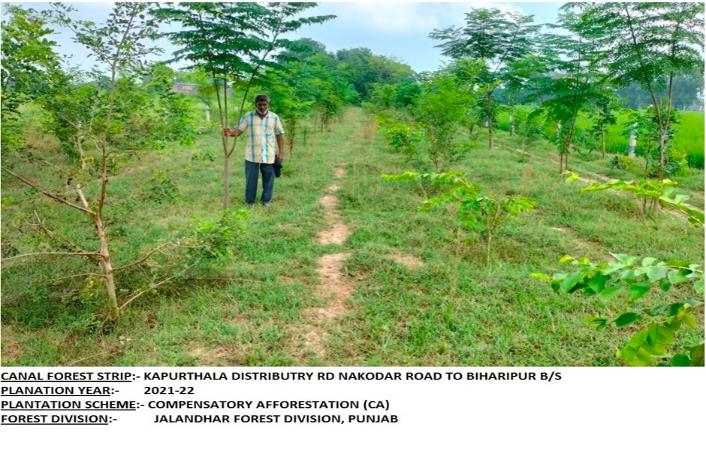 Compensatory Afforestation